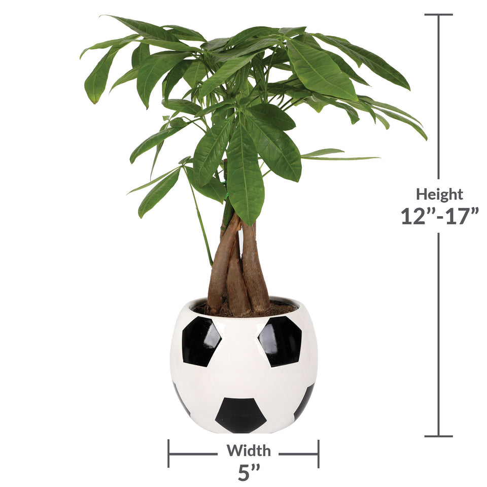 5IN Champ Money Tree (Soccer Ball Planter)