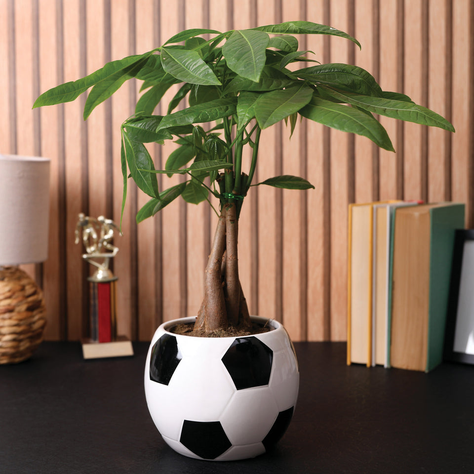 5IN Champ Money Tree (Soccer Ball Planter)