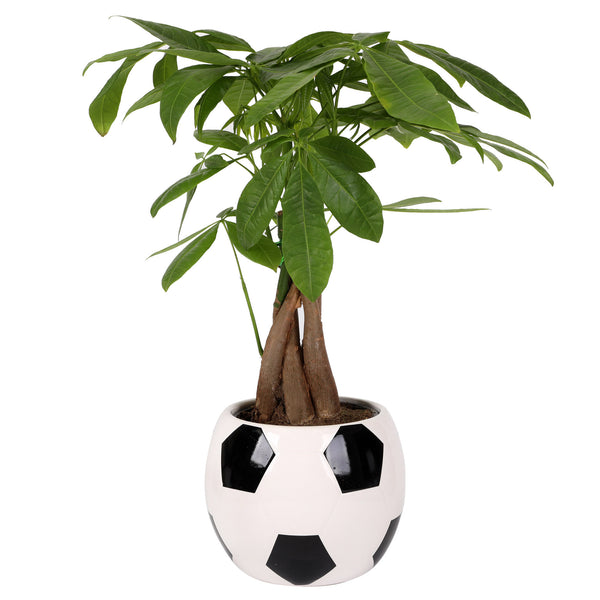 money tree root ball 5IN Champ Money Tree (Soccer Ball Planter) – Just Add Ice®