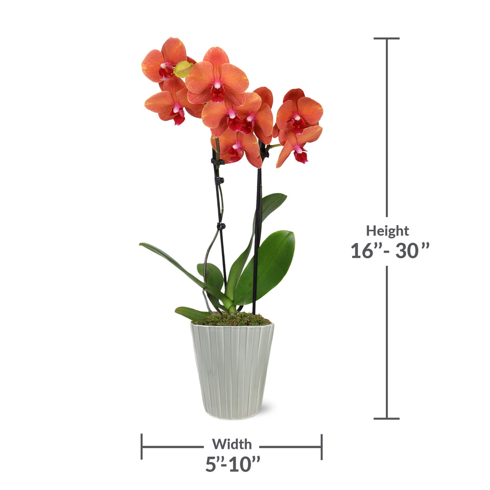 Premium Salmon Orchid in Grey Pot