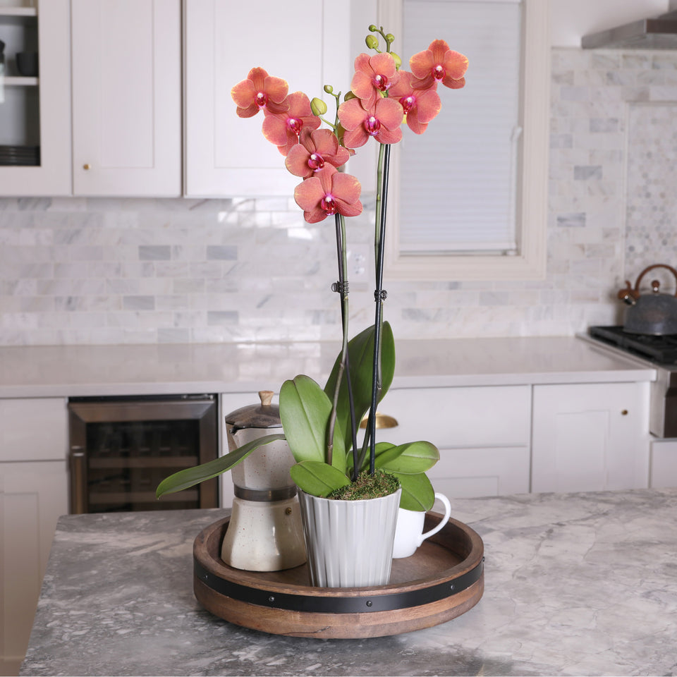 Premium Salmon Orchid in Grey Pot