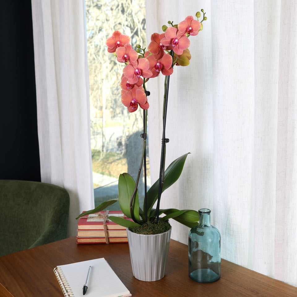 Premium Salmon Orchid in Grey Pot