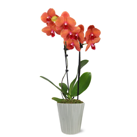 Premium Salmon Orchid in Grey Pot