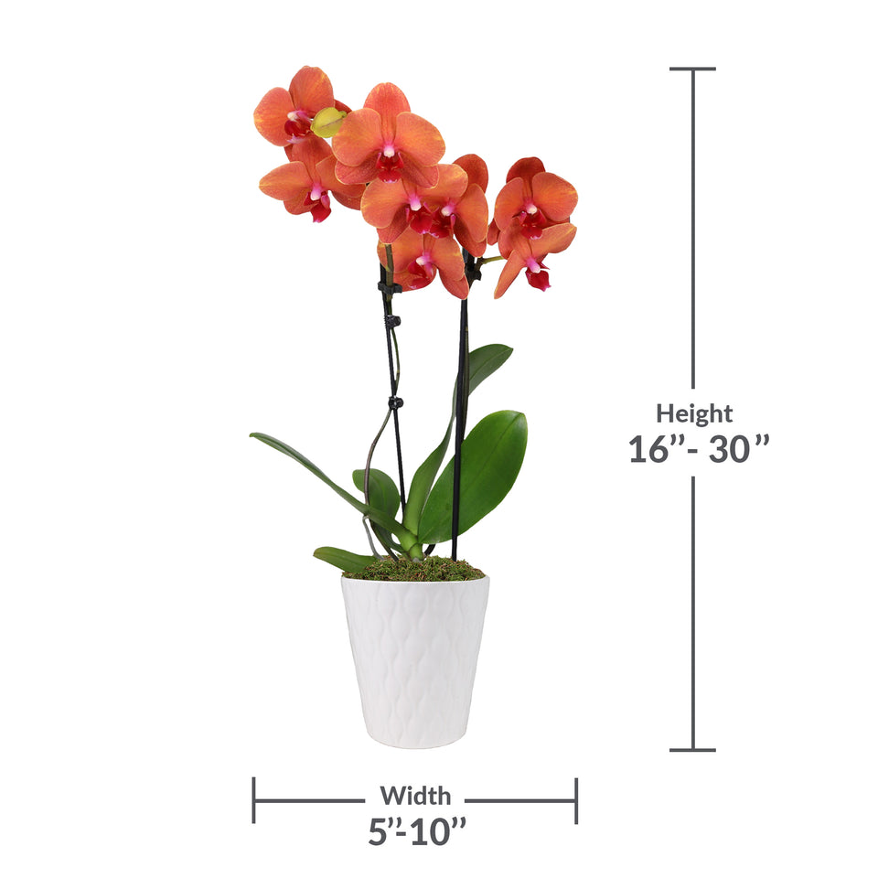 Premium Salmon Orchid in White Pot
