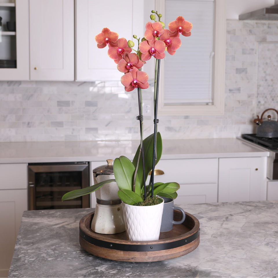 Premium Salmon Orchid in White Pot