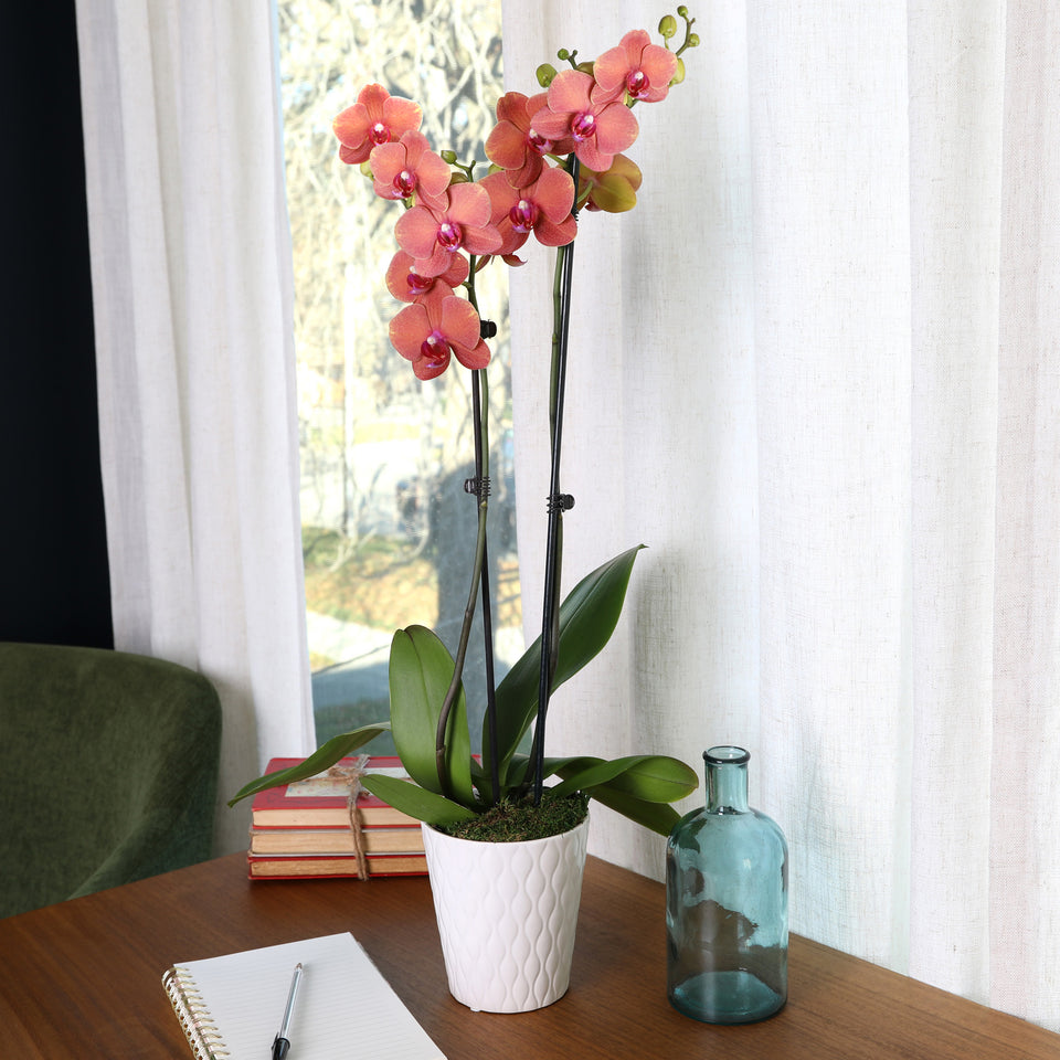 Premium Salmon Orchid in White Pot