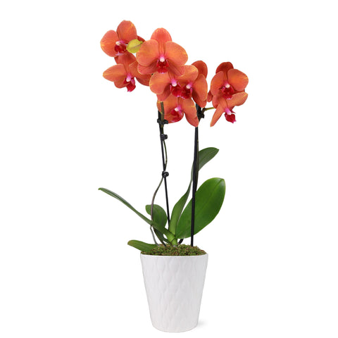 Premium Salmon Orchid in White Pot
