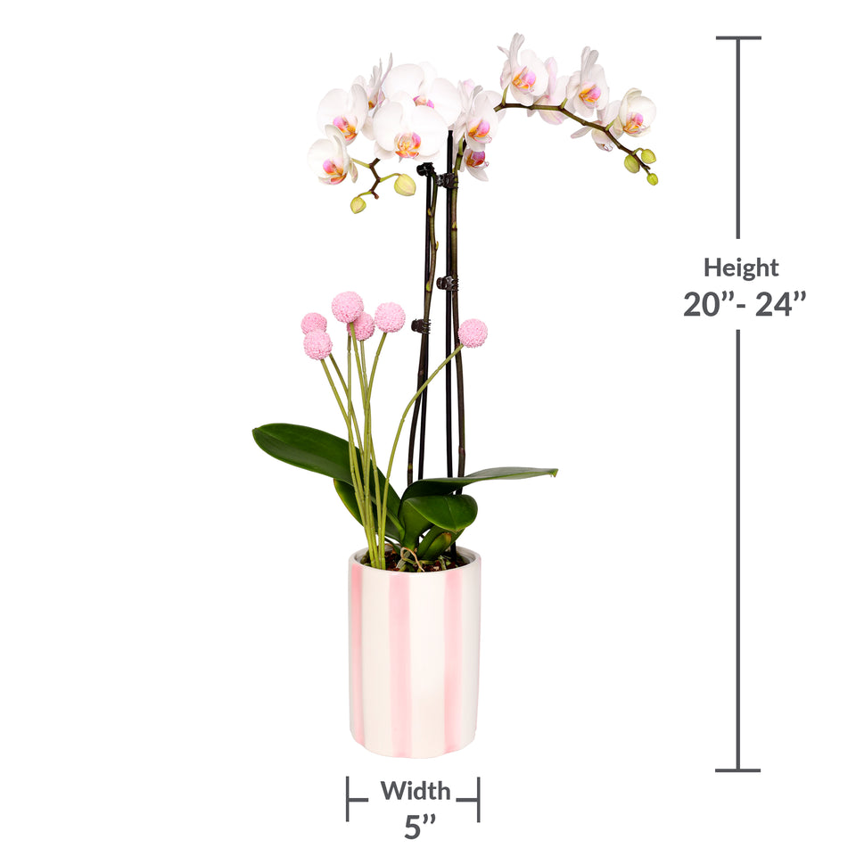 Blush Pink Old Hollywood Style Premium Orchid with Mom Pick