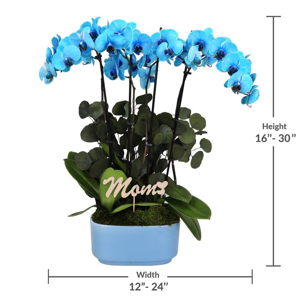 LUXE Premium Blue Watercolor Orchid in Blue Ceramic with Mom Pick