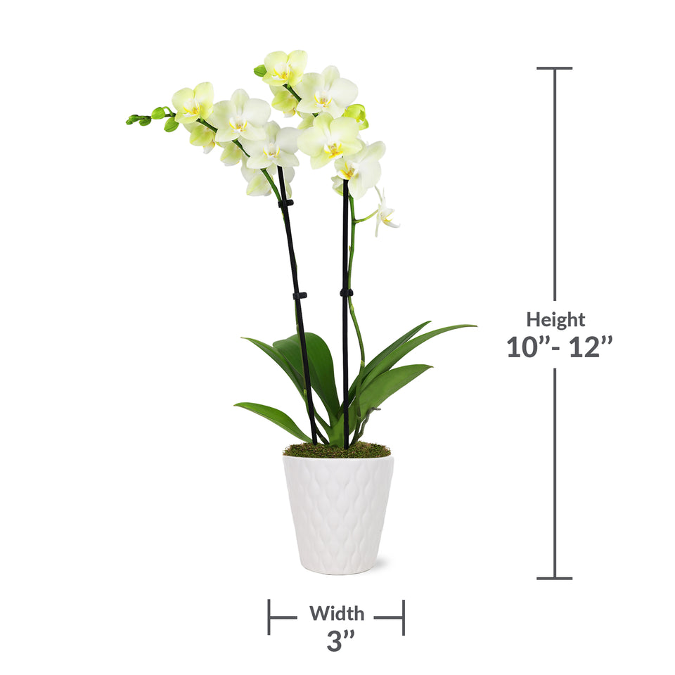 Petite Yellow Orchid in White Pot