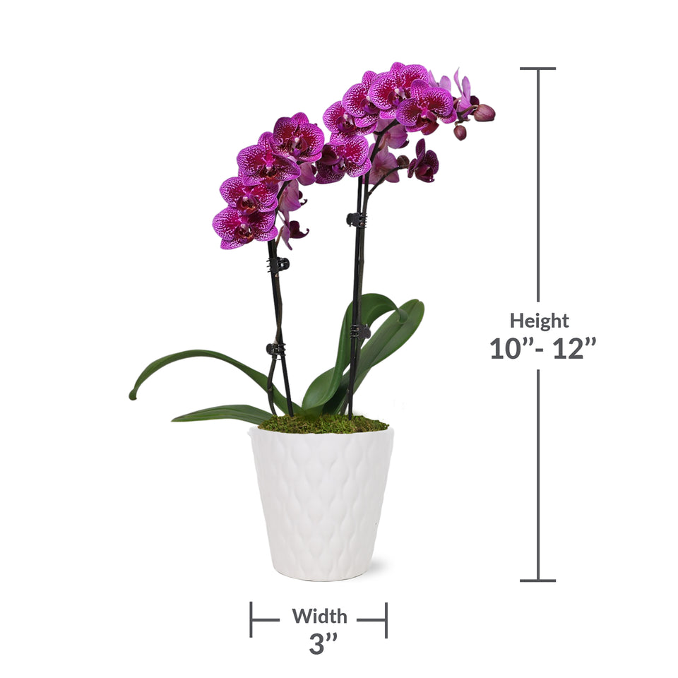 Petite Purple Orchid in White Pot