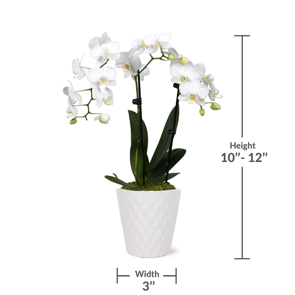Petite White w/ Yellow Orchid in White Pot