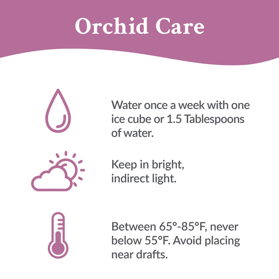 Mini White Orchid Party Pack (20 Pack)
