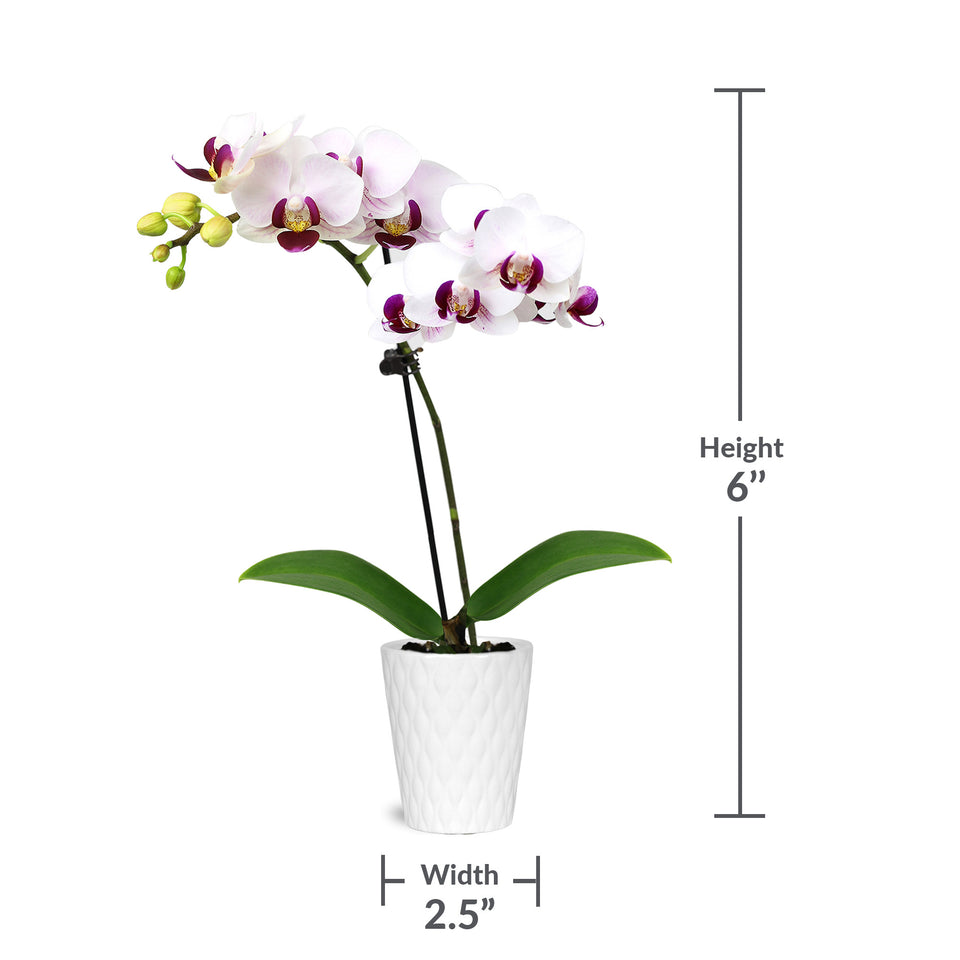 Mini Multicolor Orchid Party Pack (20 Pack)