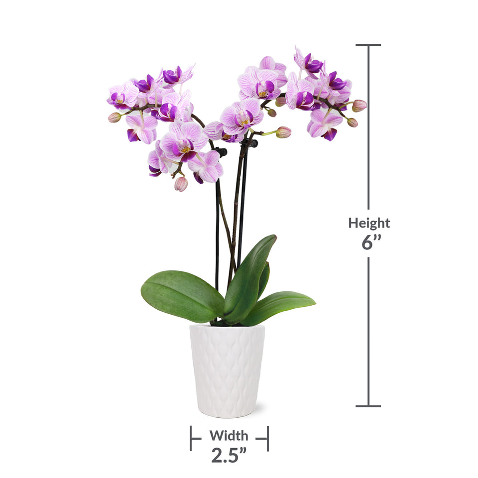 Mini Pink Orchid Party Pack (20 Pack)