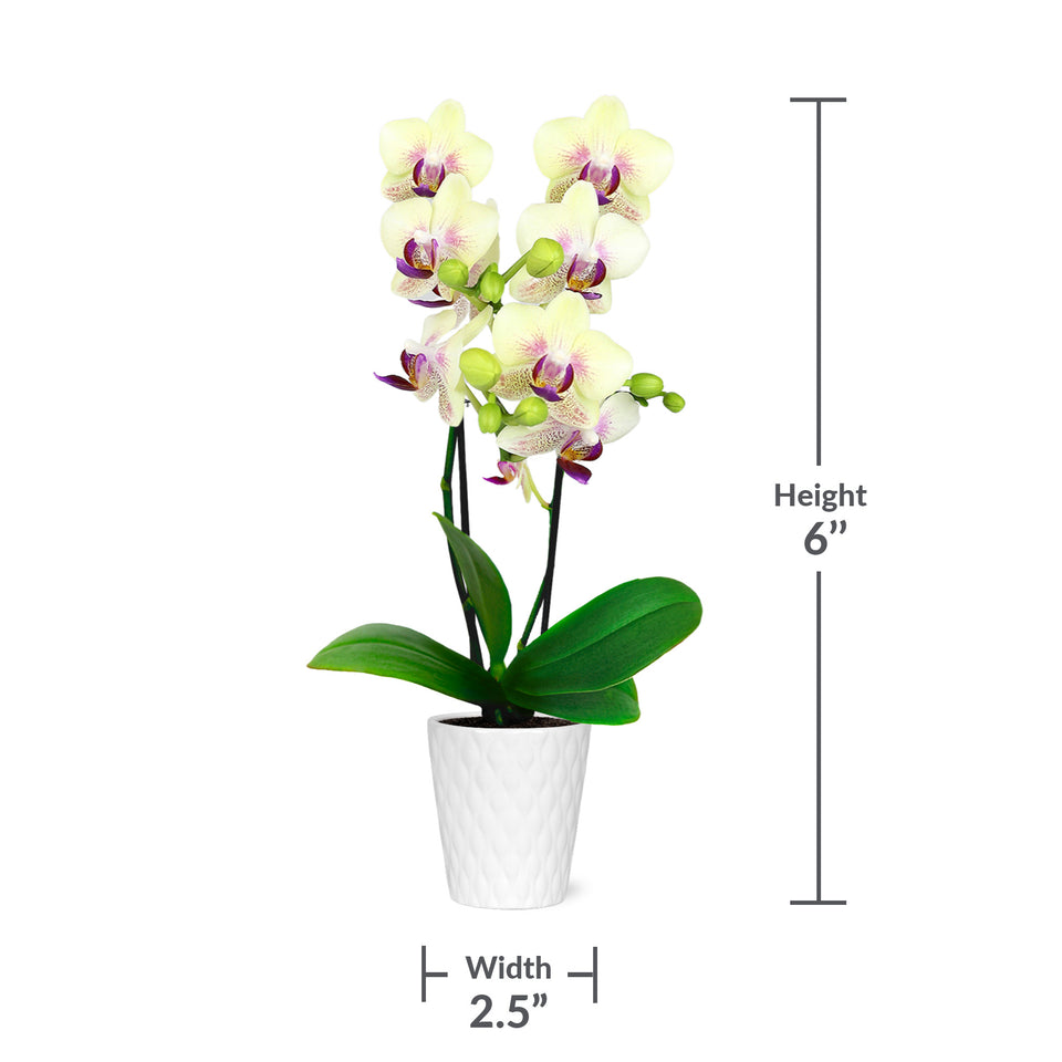 Mini Yellow Orchid Party Pack (20 Pack)
