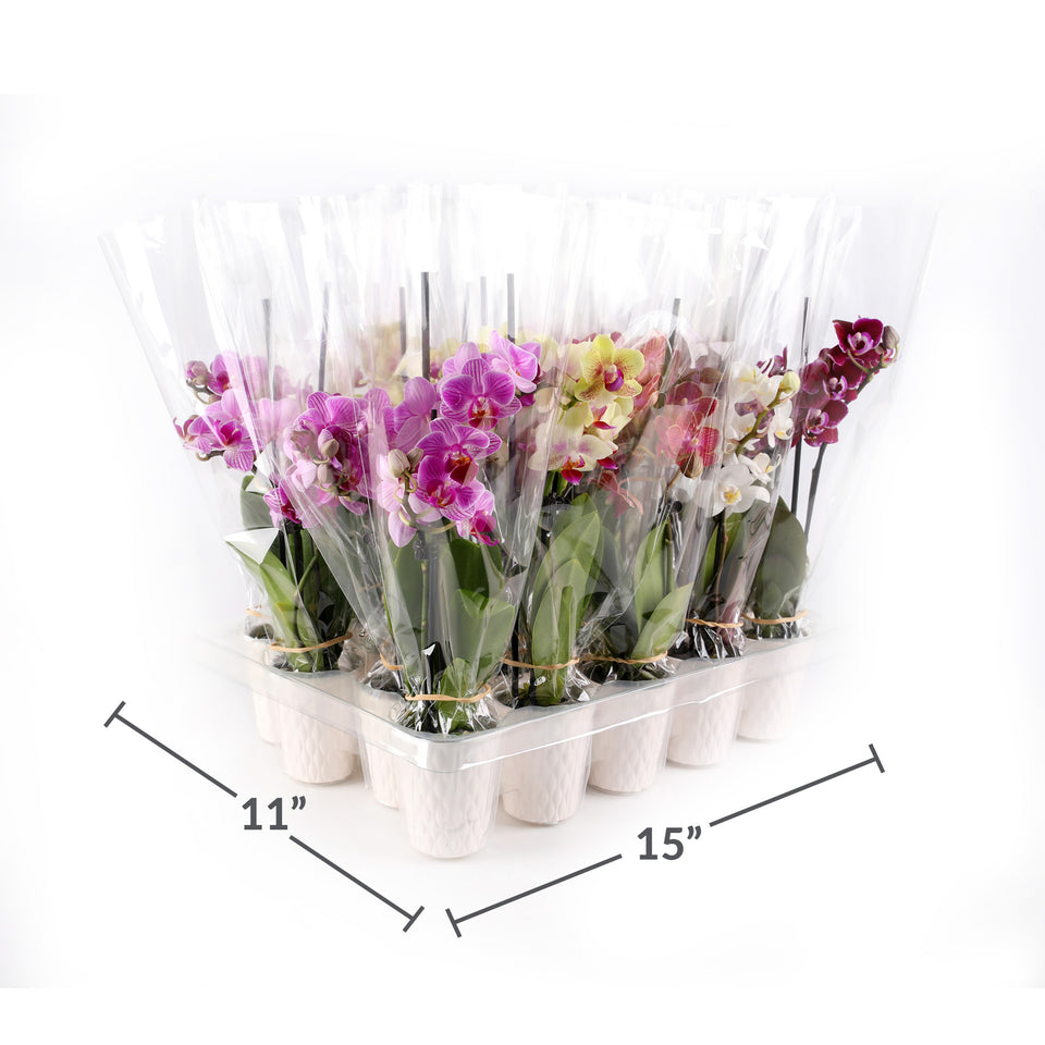 Mini Multicolor Orchid Party Pack (20 Pack)