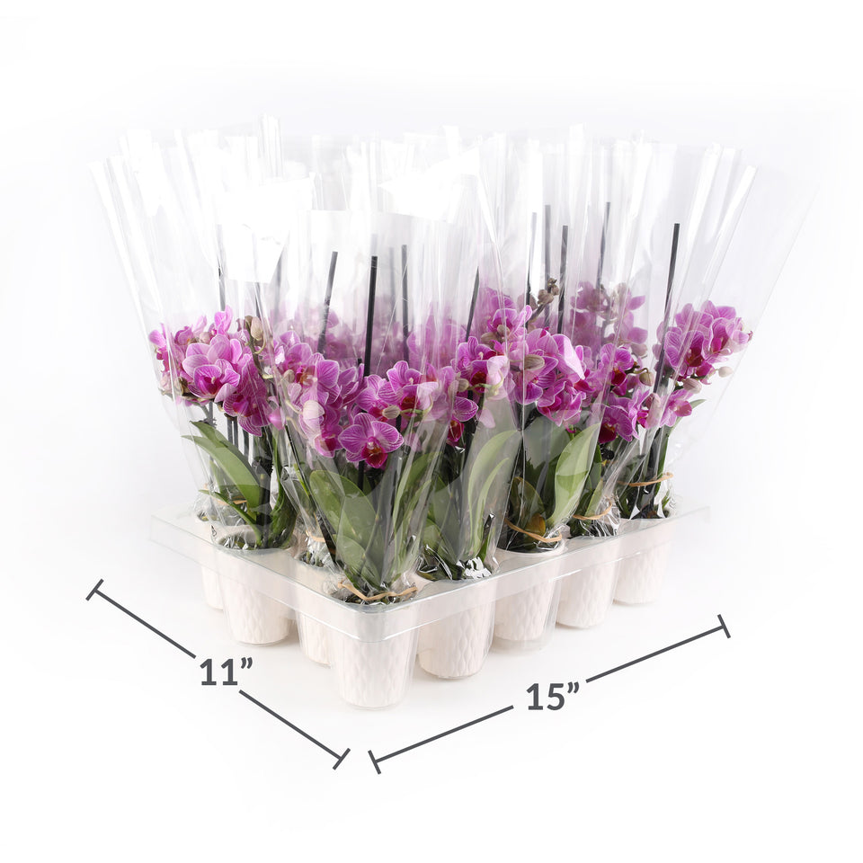 Mini Pink Orchid Party Pack (20 Pack)