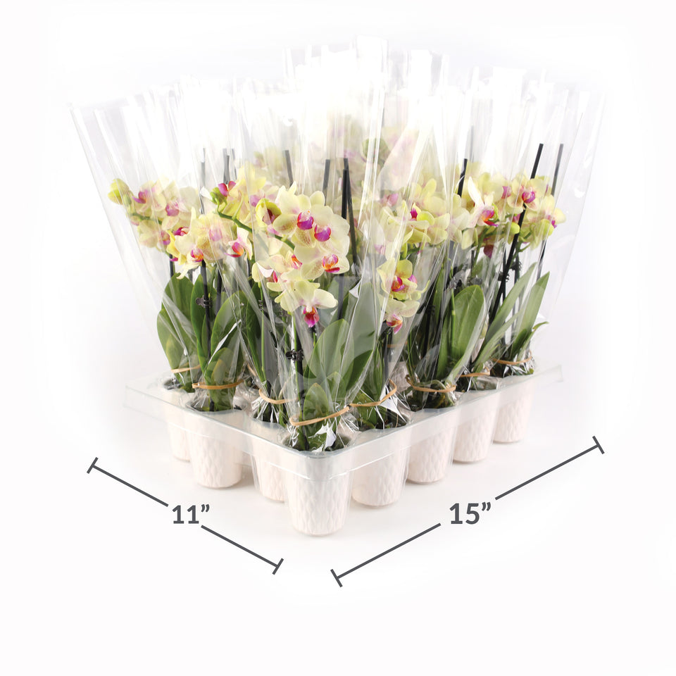 Mini Yellow Orchid Party Pack (20 Pack)