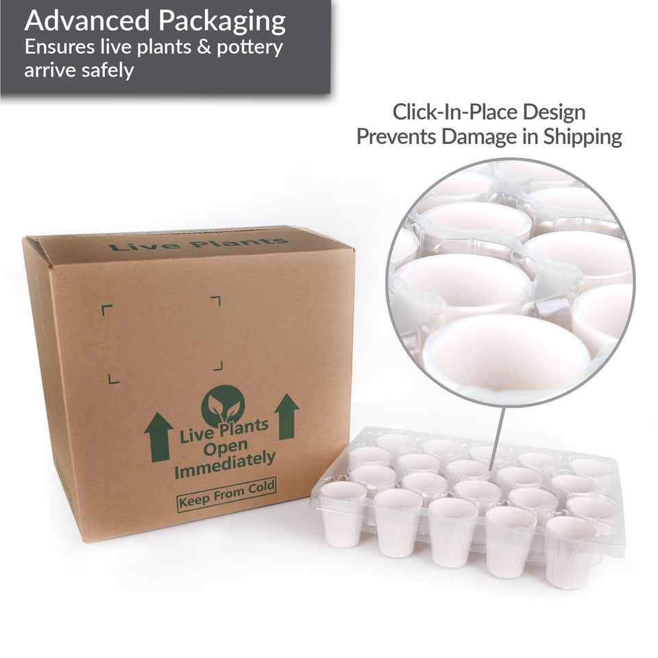 Mini Multicolor Orchid Party Pack (20 Pack)