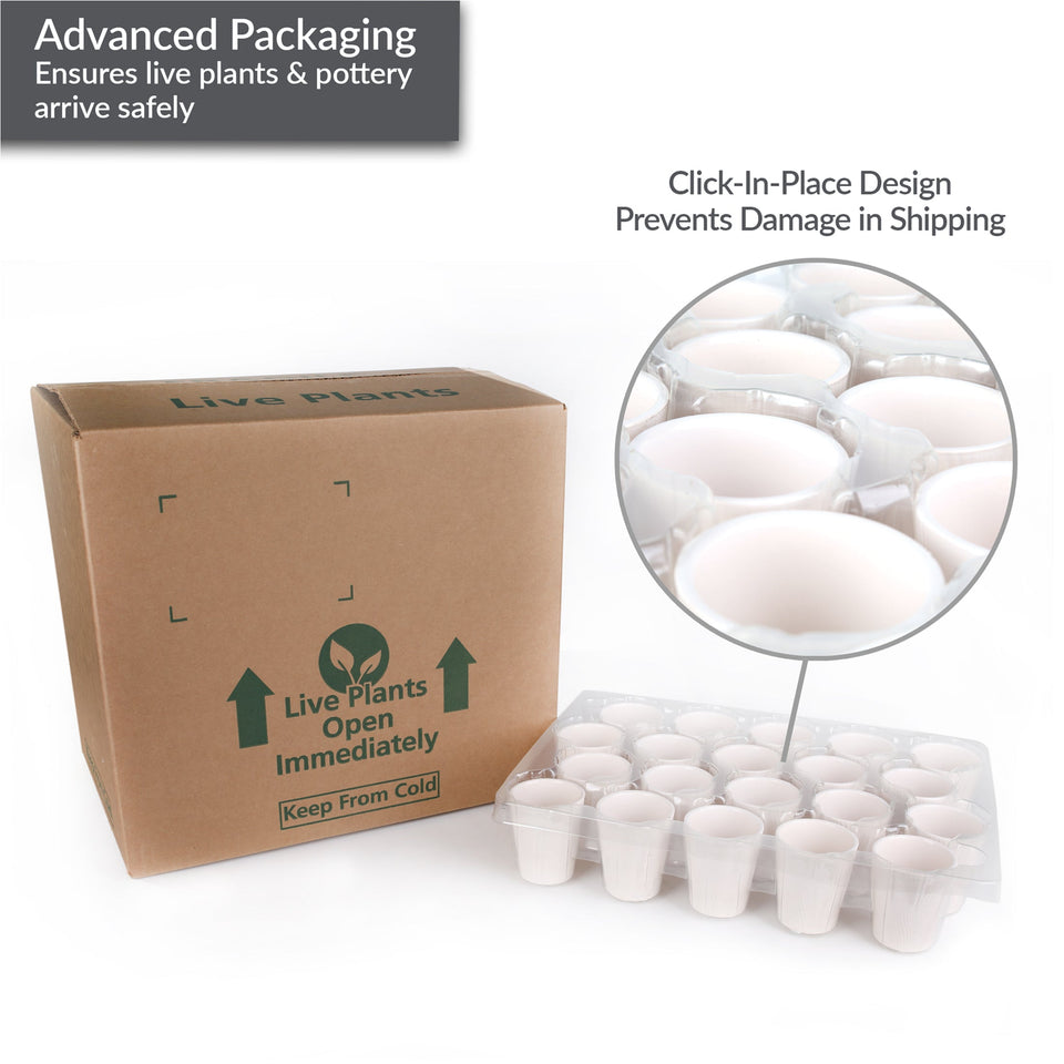 Mini White Orchid Party Pack (20 Pack)