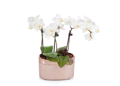 Mini White Orchid Planter in Rose Gold Pot