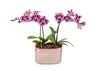 Mini Unique Purple and White Orchid Planter in Rose Gold Pot