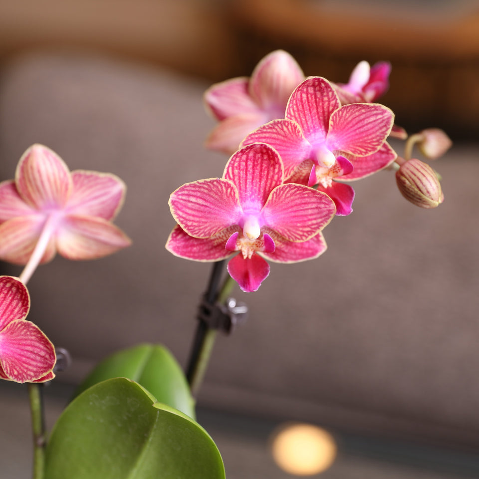 Mini Red (Unique) Orchid in White Ceramic with Burlap Bow
