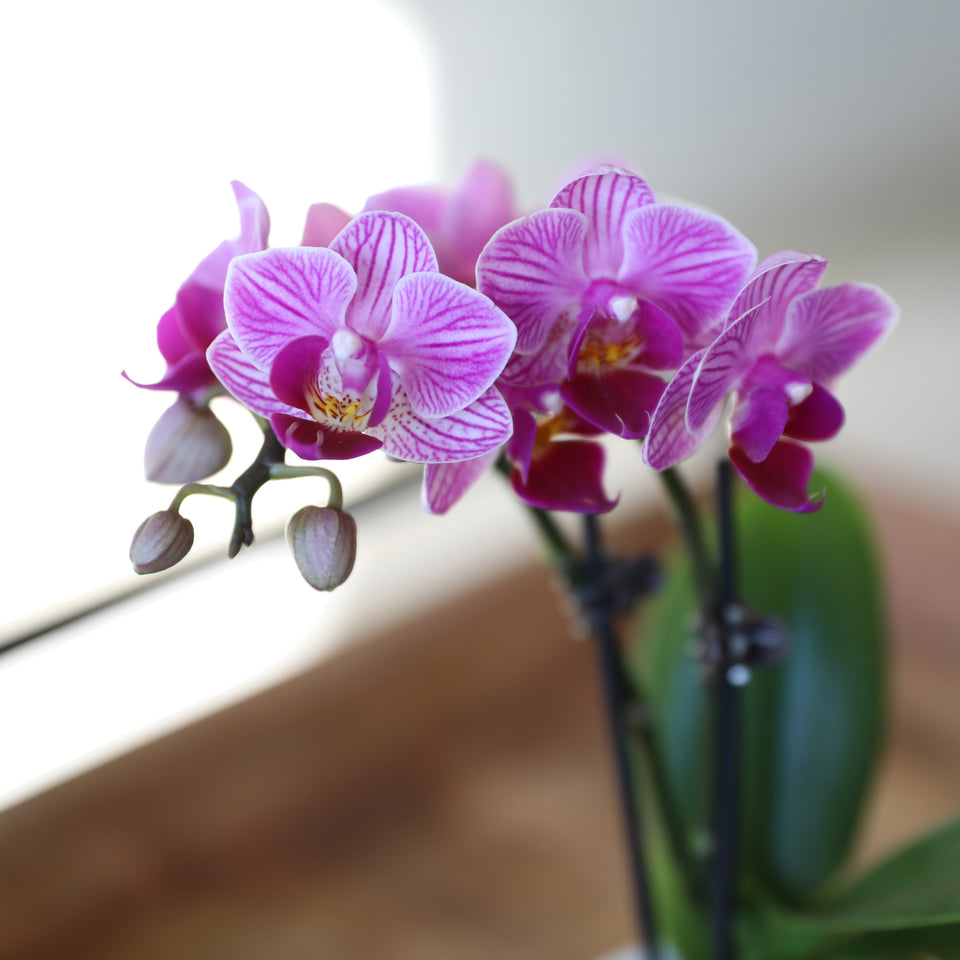 Mini Pink Orchid in White Pot