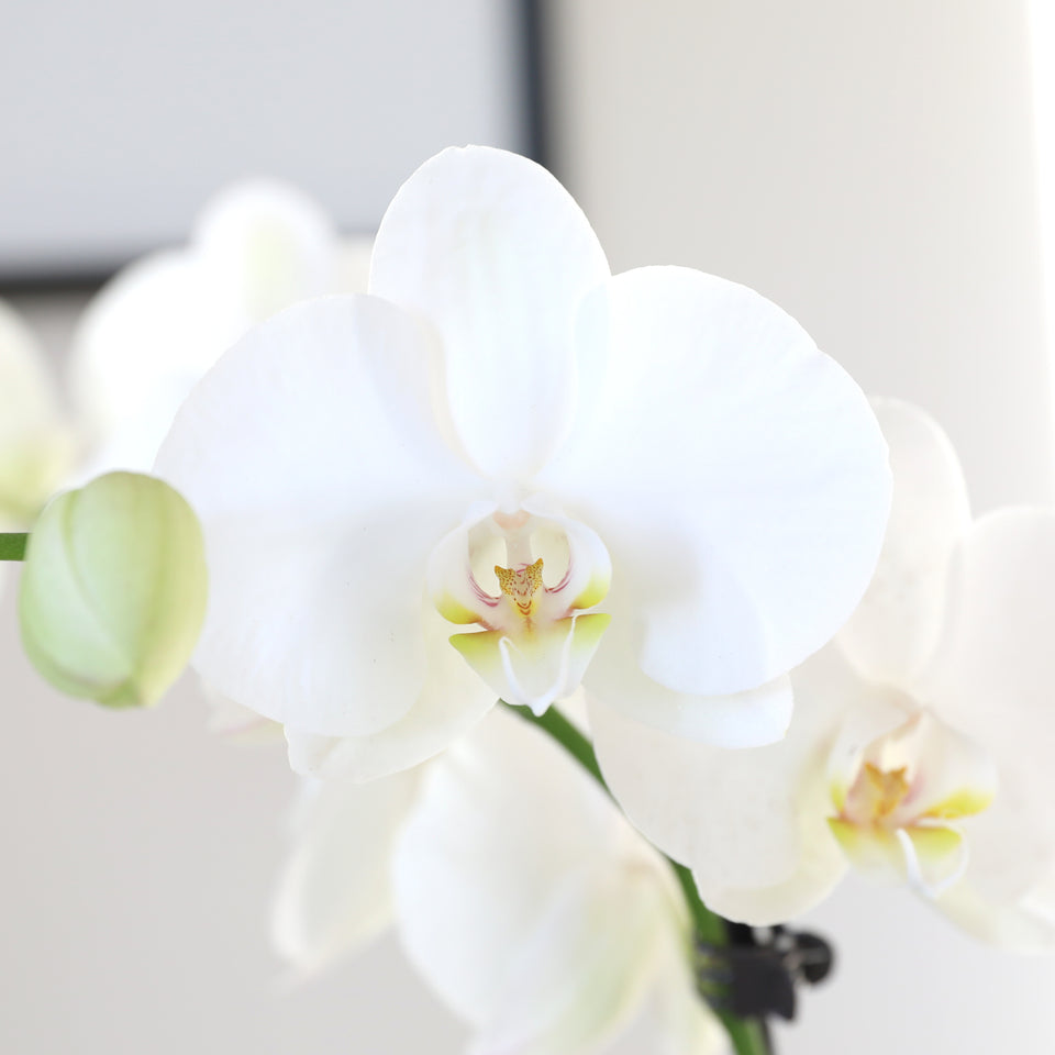 LUXE Premium White Orchid Planter in Gold Ceramic