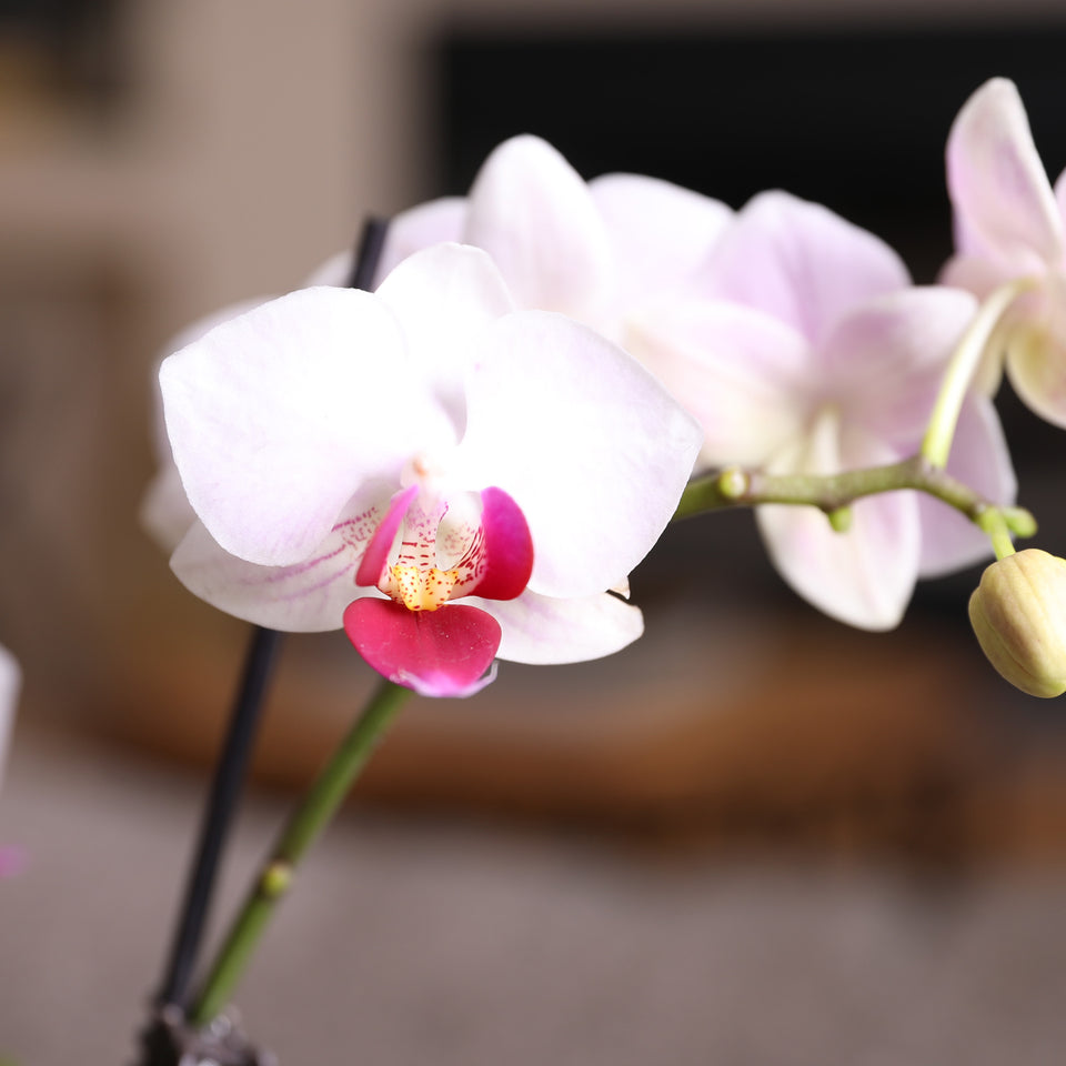Mini White w/ Purple Orchid in White Pot