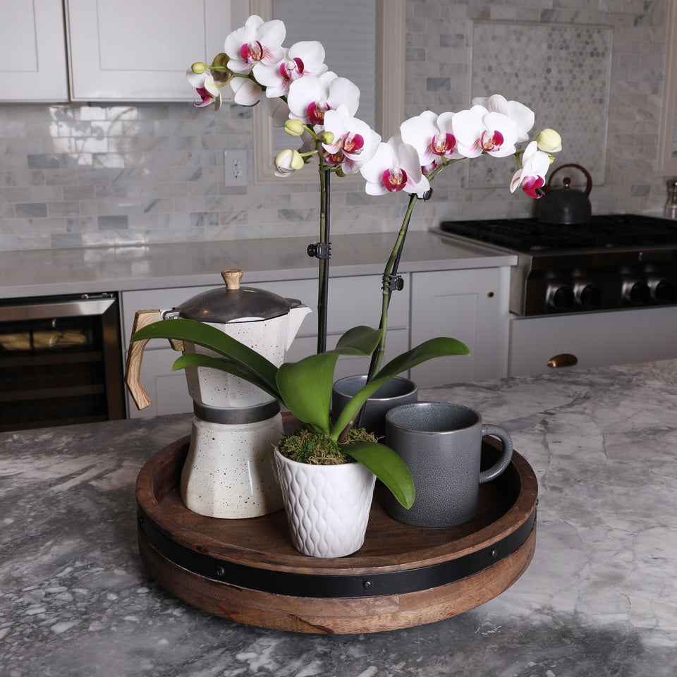 Petite White w/ Purple Orchid in White Pot