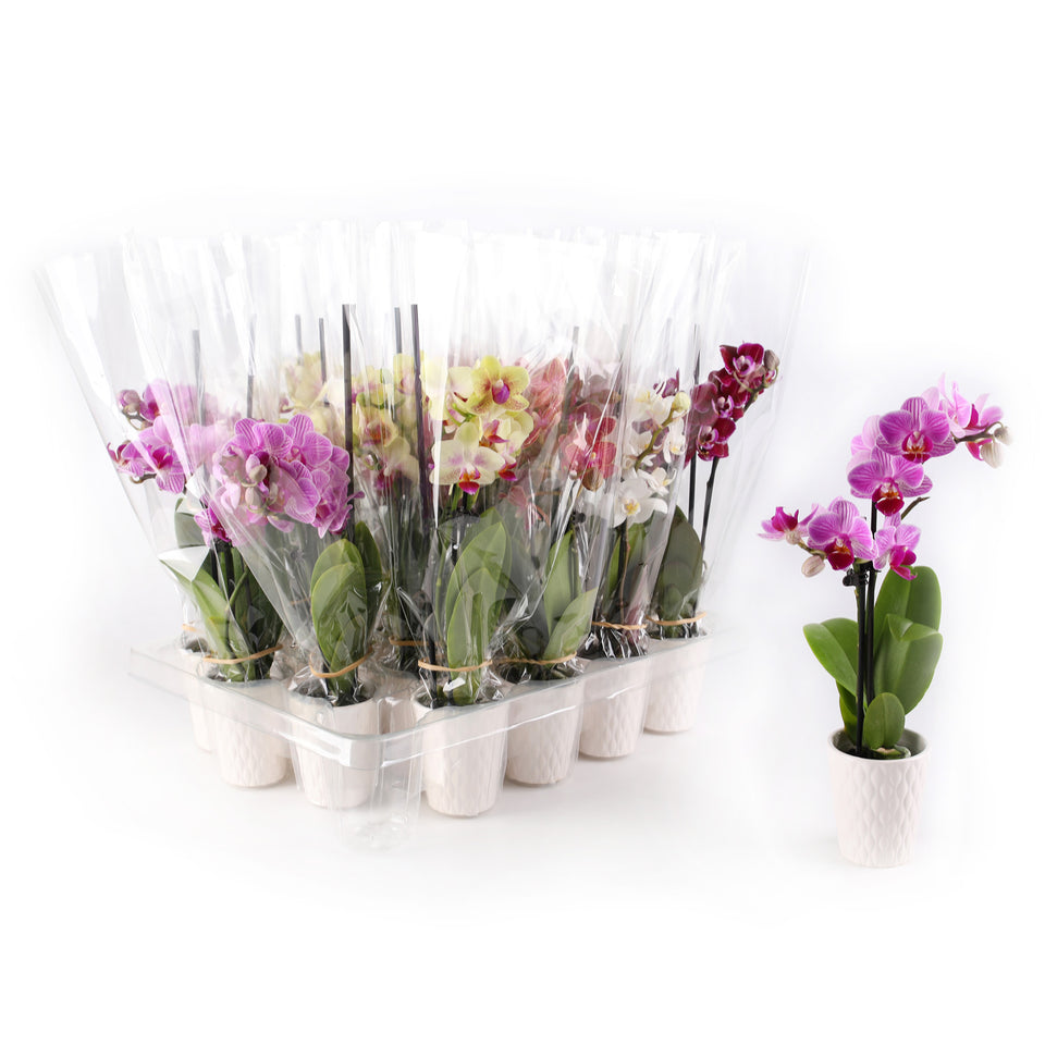 Mini Multicolor Orchid Party Pack (20 Pack)