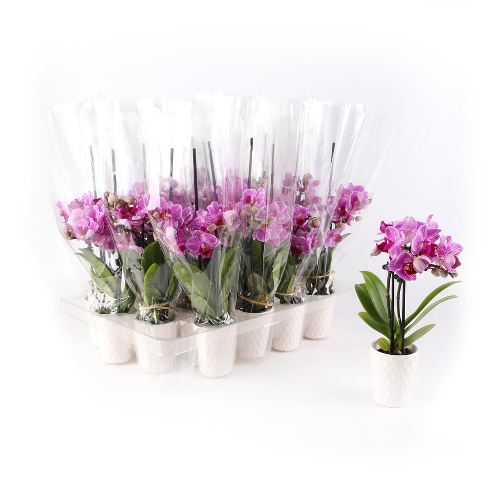 Mini Pink Orchid Party Pack (20 Pack)