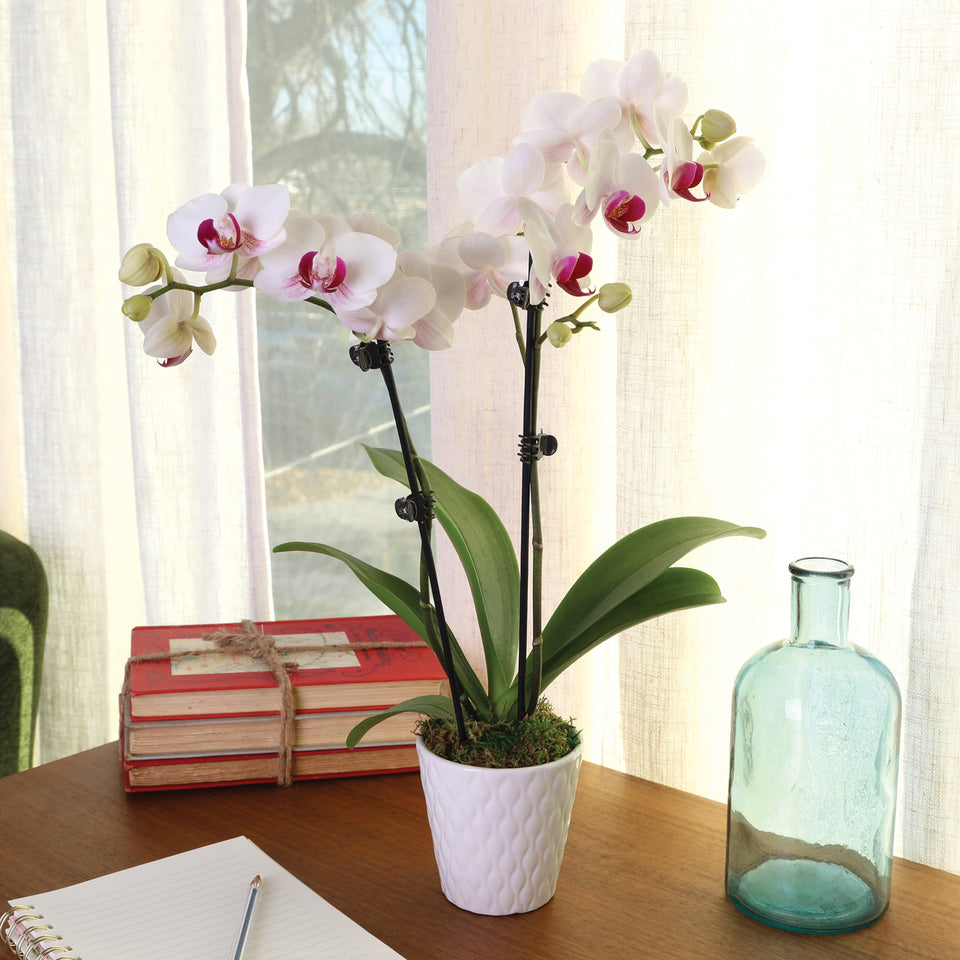 Petite White w/ Purple Orchid in White Pot