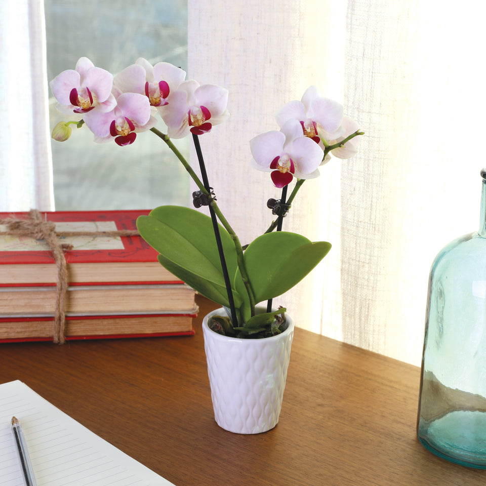 Mini White w/ Purple Orchid in White Pot