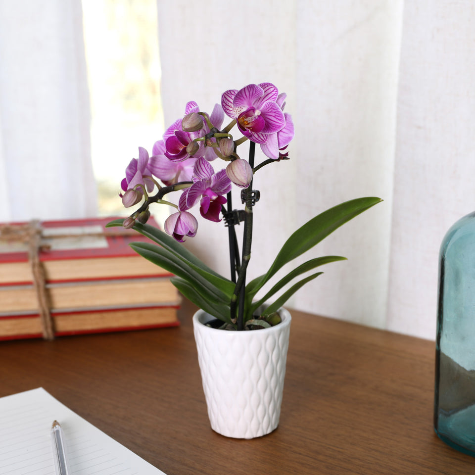 Mini Pink Orchid in White Pot