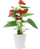 Premium Red Anthurium Flamingo Flower in White Pot