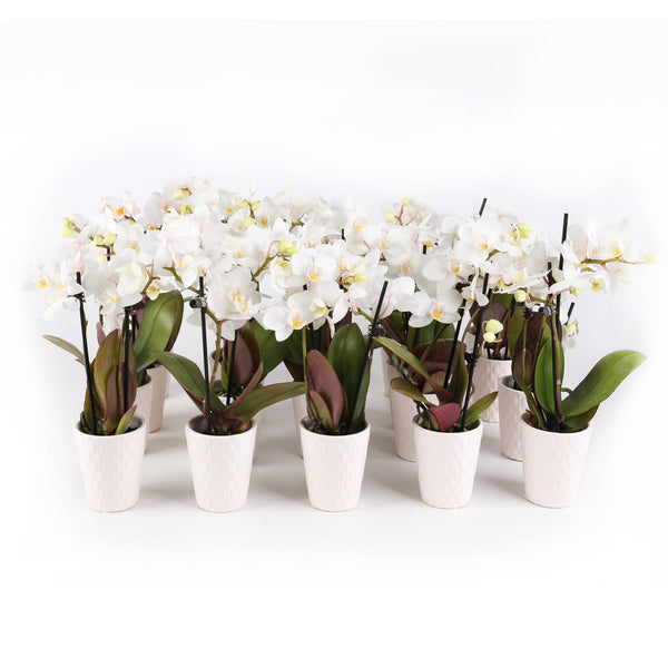 Mini White Orchid Party Pack (20 Pack)