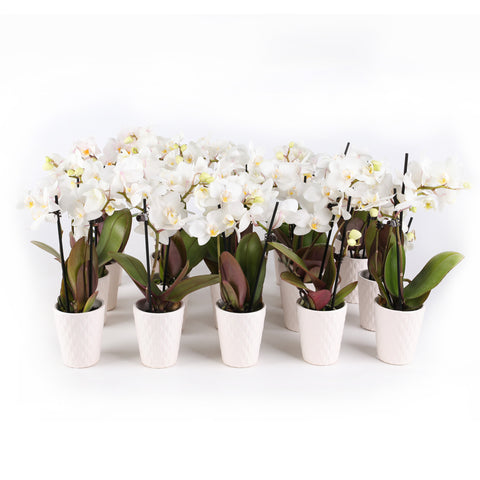 Mini White Orchid Party Pack (20 Pack)