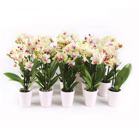 Mini Yellow Orchid Party Pack (20 Pack)