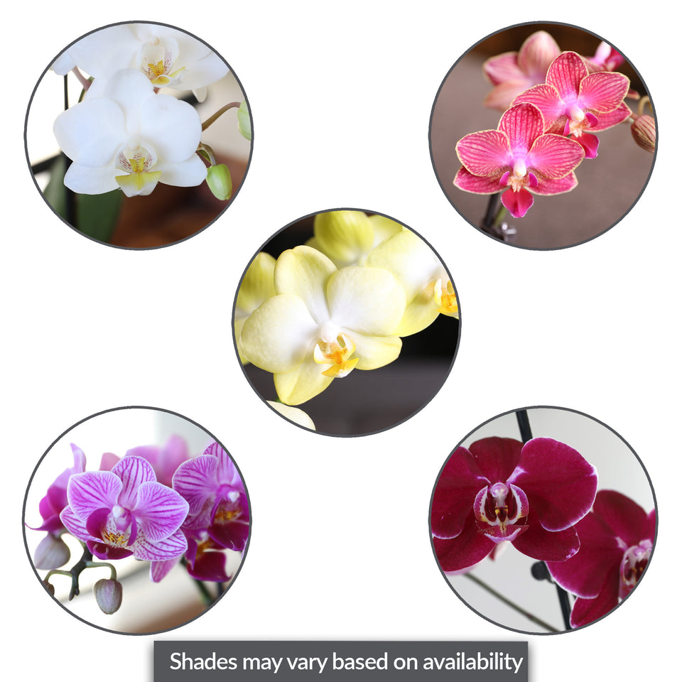 Mini Multicolor Orchid Party Pack (20 Pack)