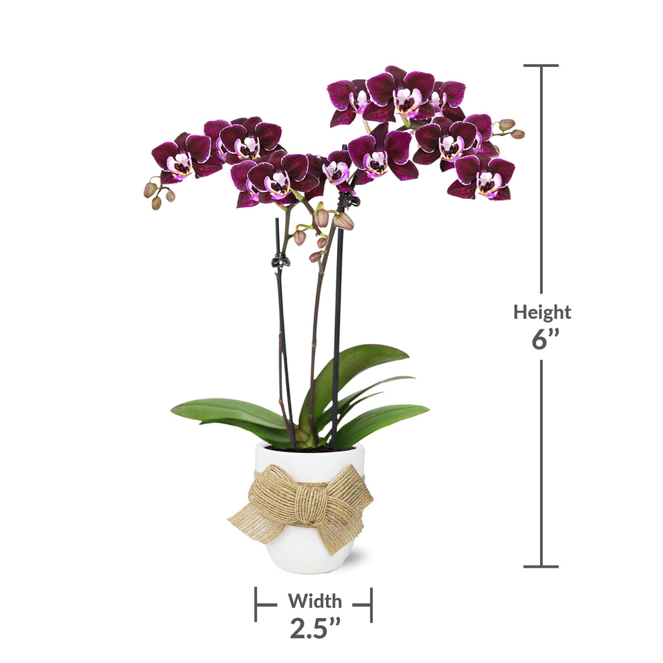 Mini Dark Purple Orchid in White Ceramic with Burlap Bow