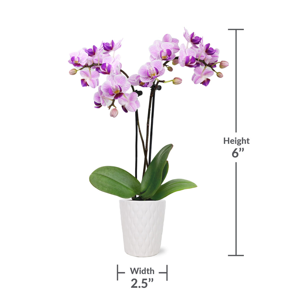 Mini Pink Orchid in White Pot