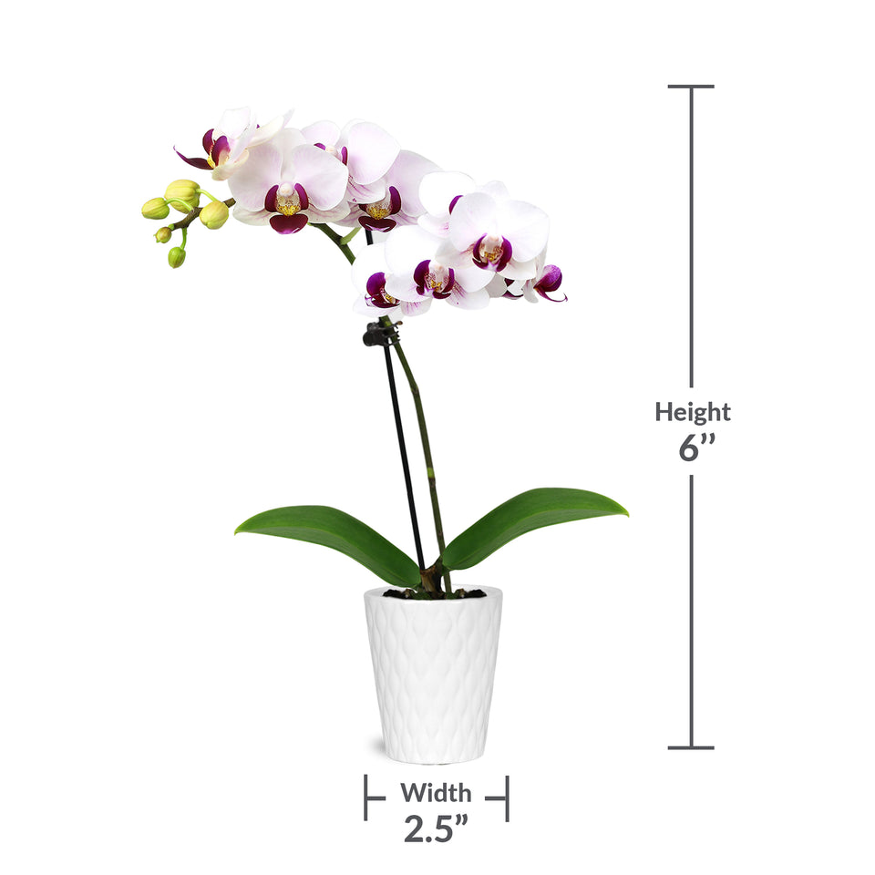 Mini White w/ Purple Orchid in White Pot