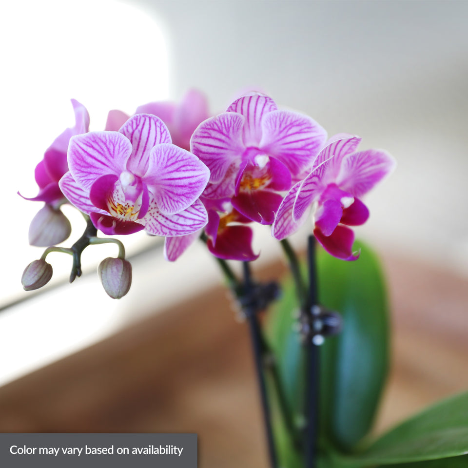 Mini Pink Orchid Party Pack (20 Pack)
