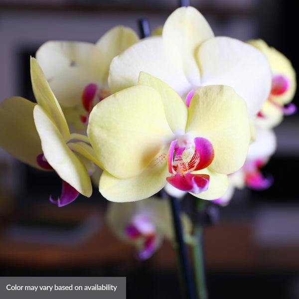 ★OSTKAKA★ Joy Mini Hobo Orchid OSTKAKA ☆ ZOEY MINI HOBO_ORCHID [正規品/関税込] (OSTKAKA