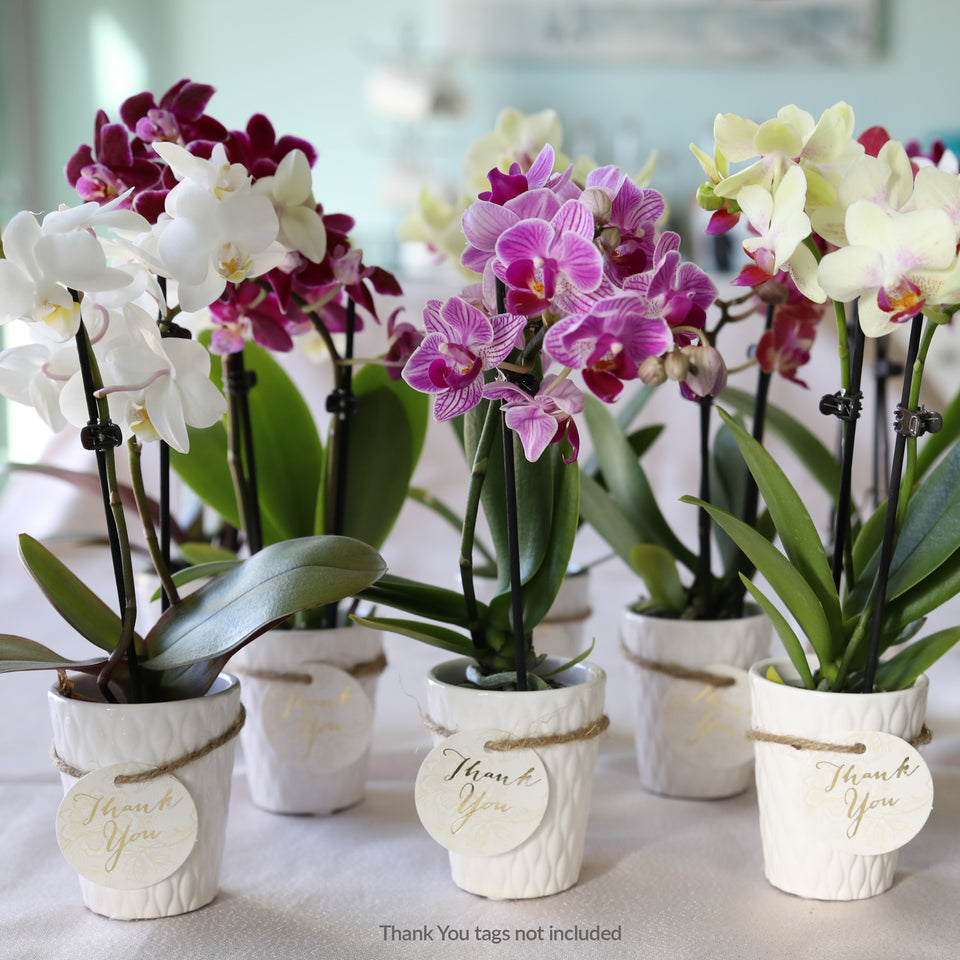 Mini Multicolor Orchid Party Pack (20 Pack)