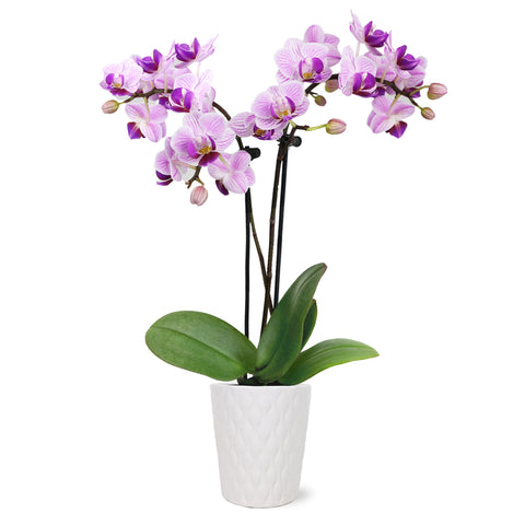 Mini Pink Orchid in White Pot