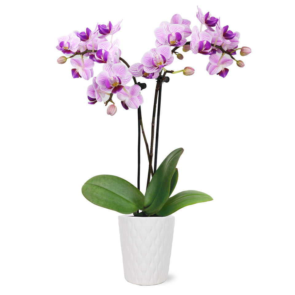 Mini Pink Orchid in White Pot